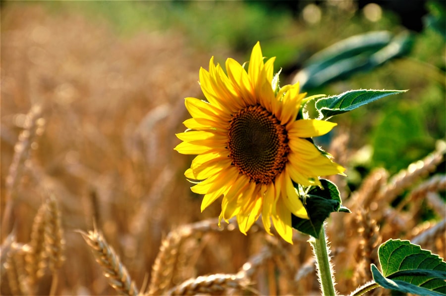 Photo natures sunshine products