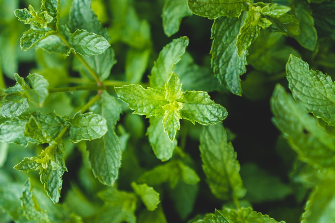 Preparaty ziołowe wspierające odporność